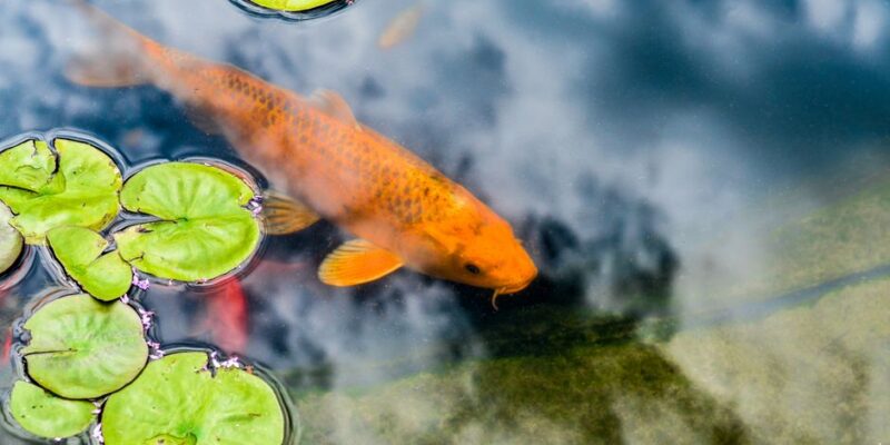 Best Water Feature Scale Removal Service in Arizona