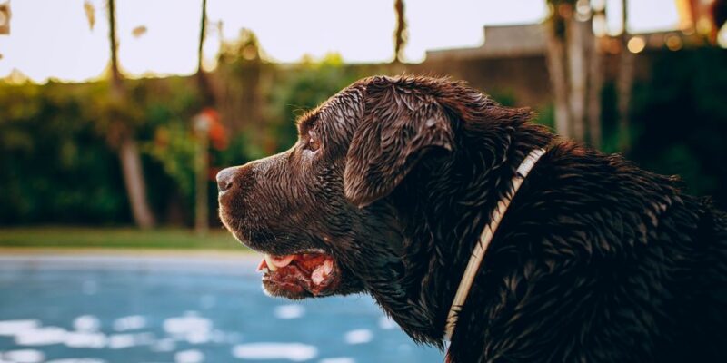 Hard-Sided Pools in Arizona: Professional Maintenance & Scale Removal